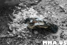 underground-combat-league-february-10-2013-20-dead-pigeon